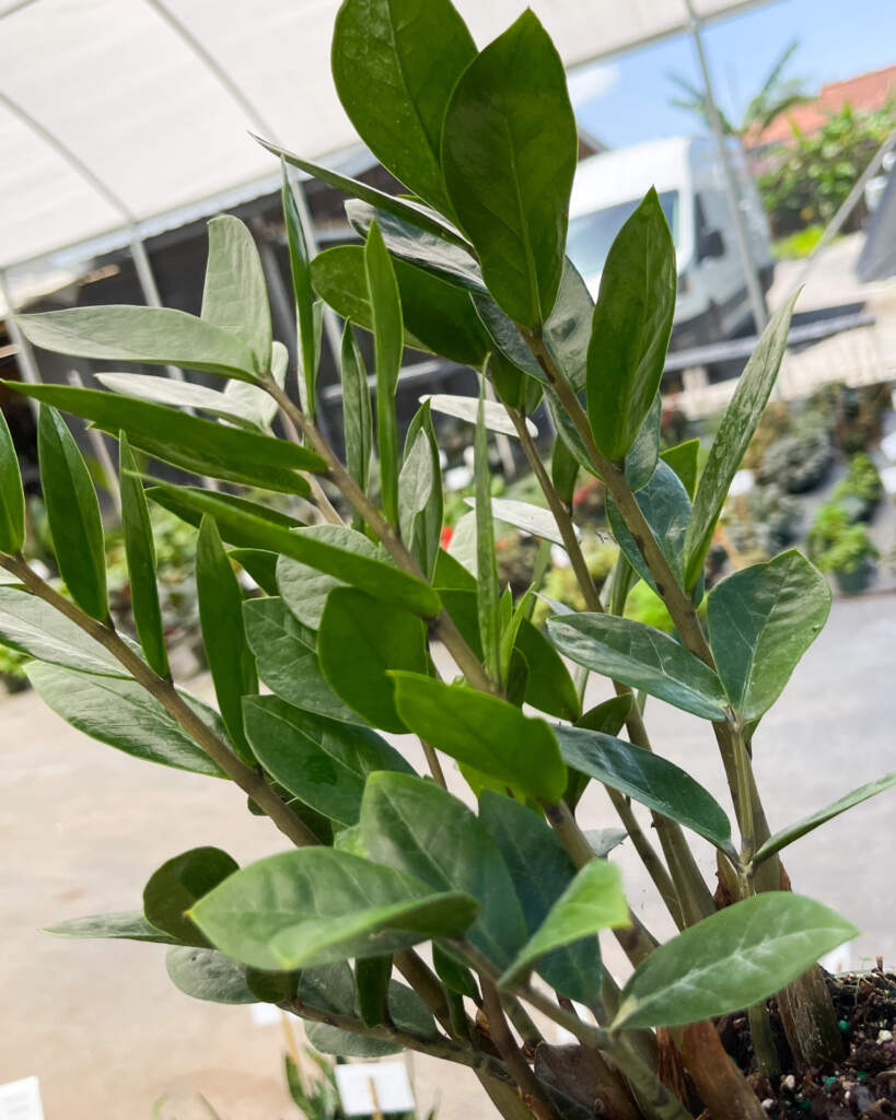 Father's Day ZZ plants