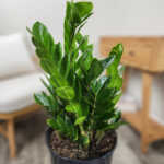 ZZ Plant