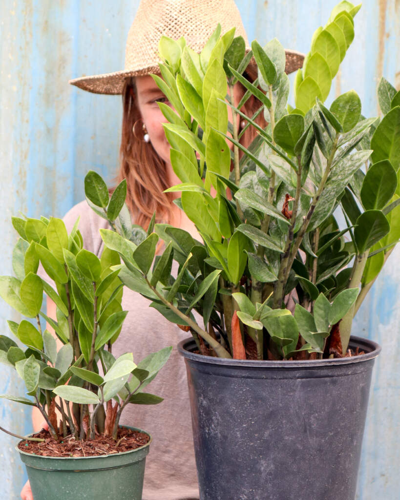 Buy Large ZZ Plant, Zamioculcas Zamiifolia Online PlantVine
