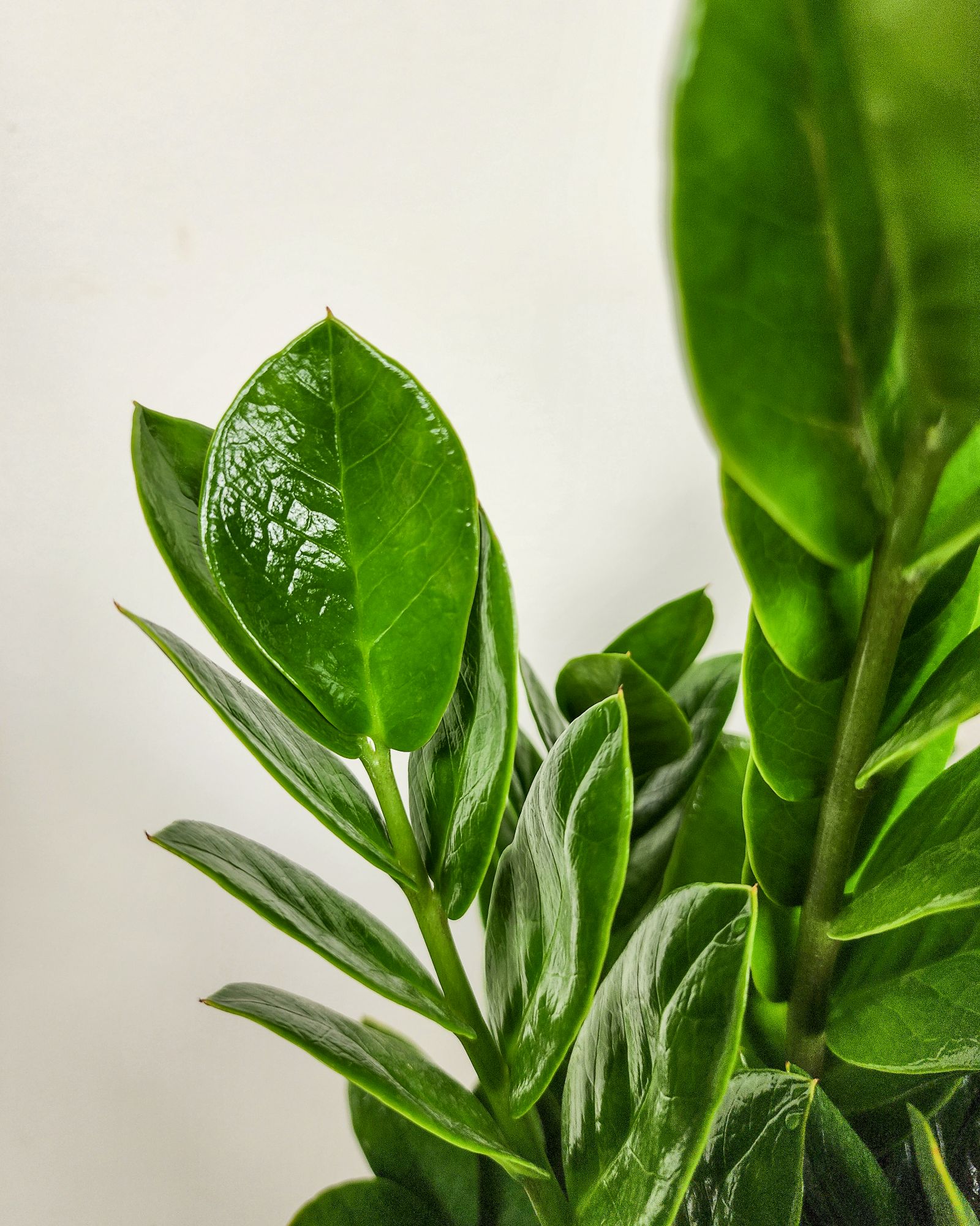 Best Plants for Dark Bathrooms | PlantVine