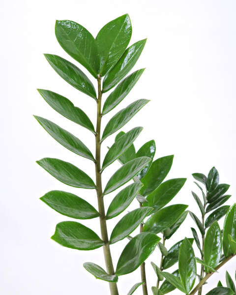 Foliage Foliage