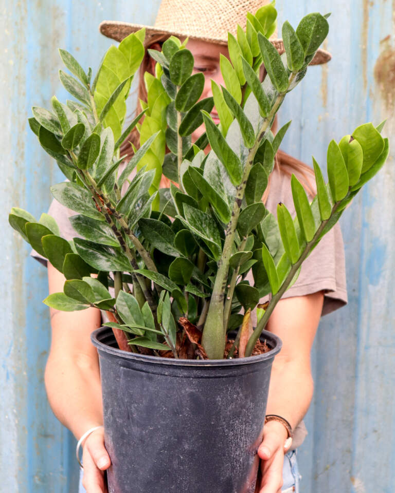 Zanzibar Plant Large / Buy Codiaeum variegatum �Zanzibar