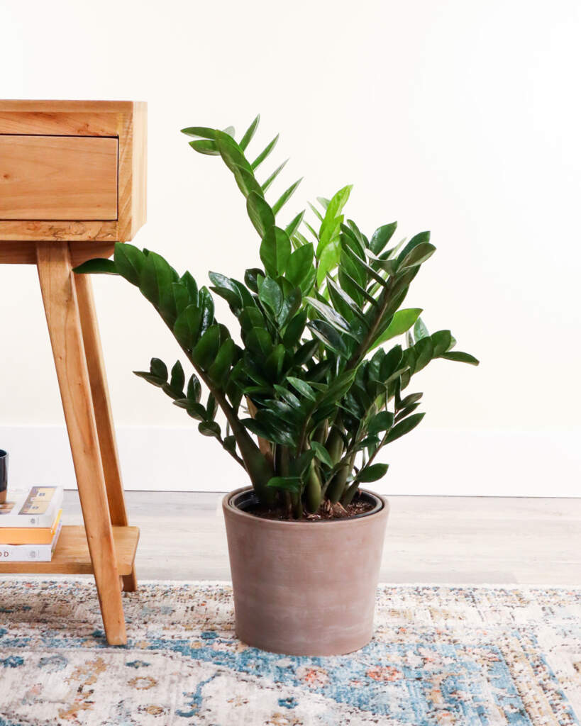 Buy Large ZZ Plant, Zamioculcas Zamiifolia Online | PlantVine