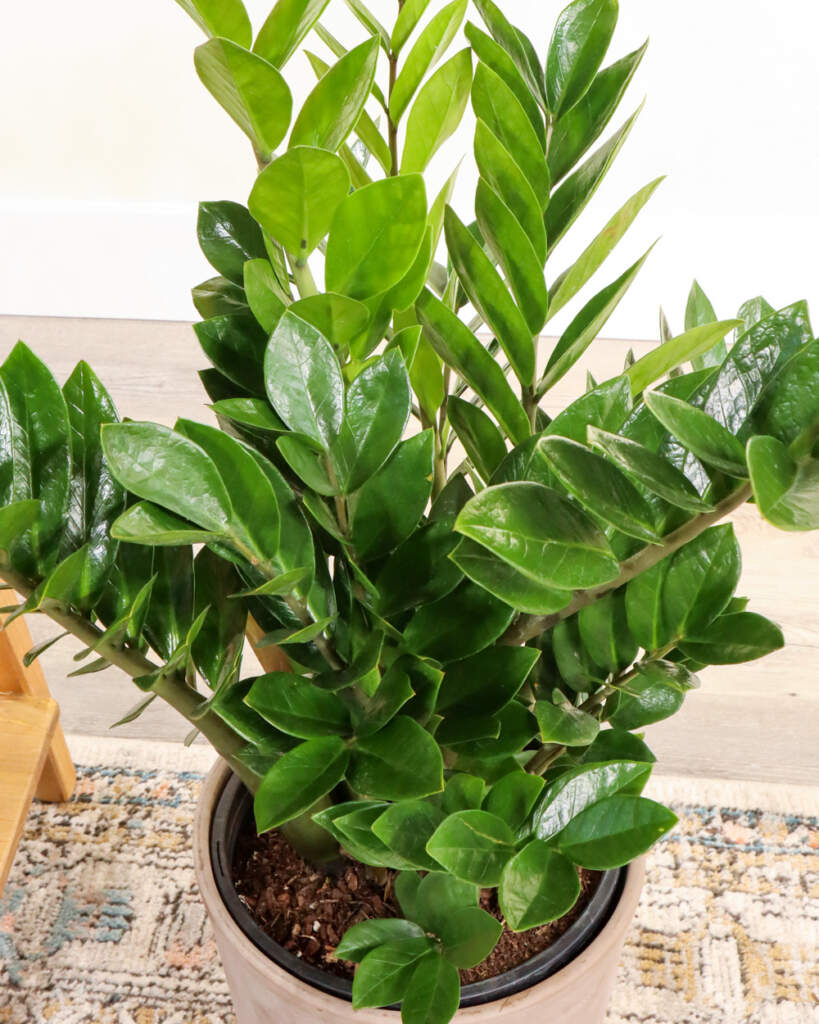 Buy Large ZZ Plant, Zamioculcas Zamiifolia Online PlantVine