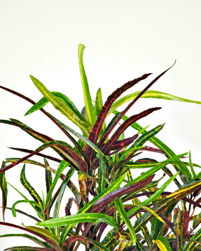 Croton ‘Zanzibar’ PlantVine