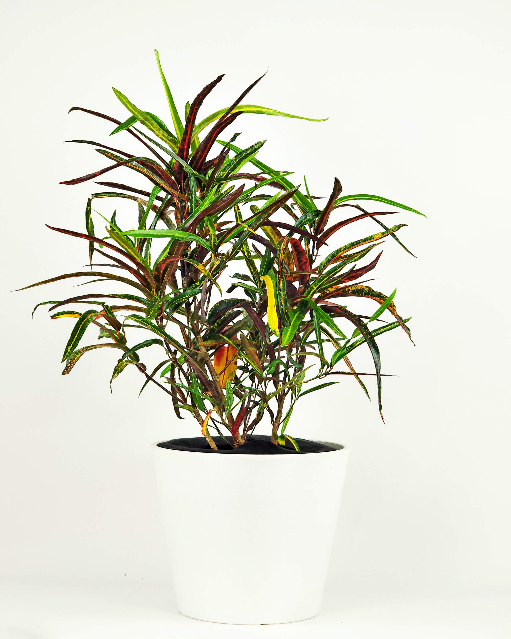Croton ‘Zanzibar’ PlantVine