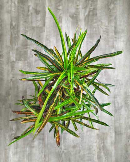 Zanzibar Croton