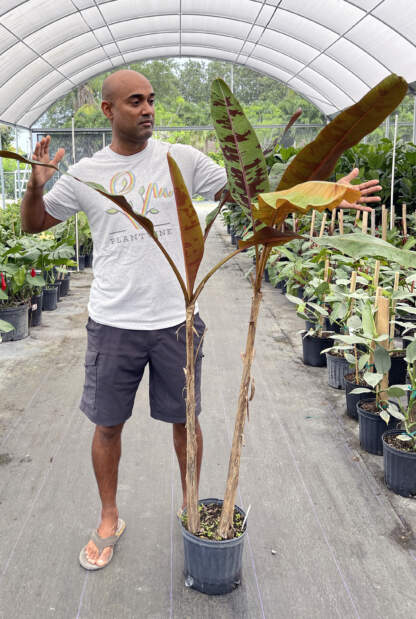 Zebrina blood banana