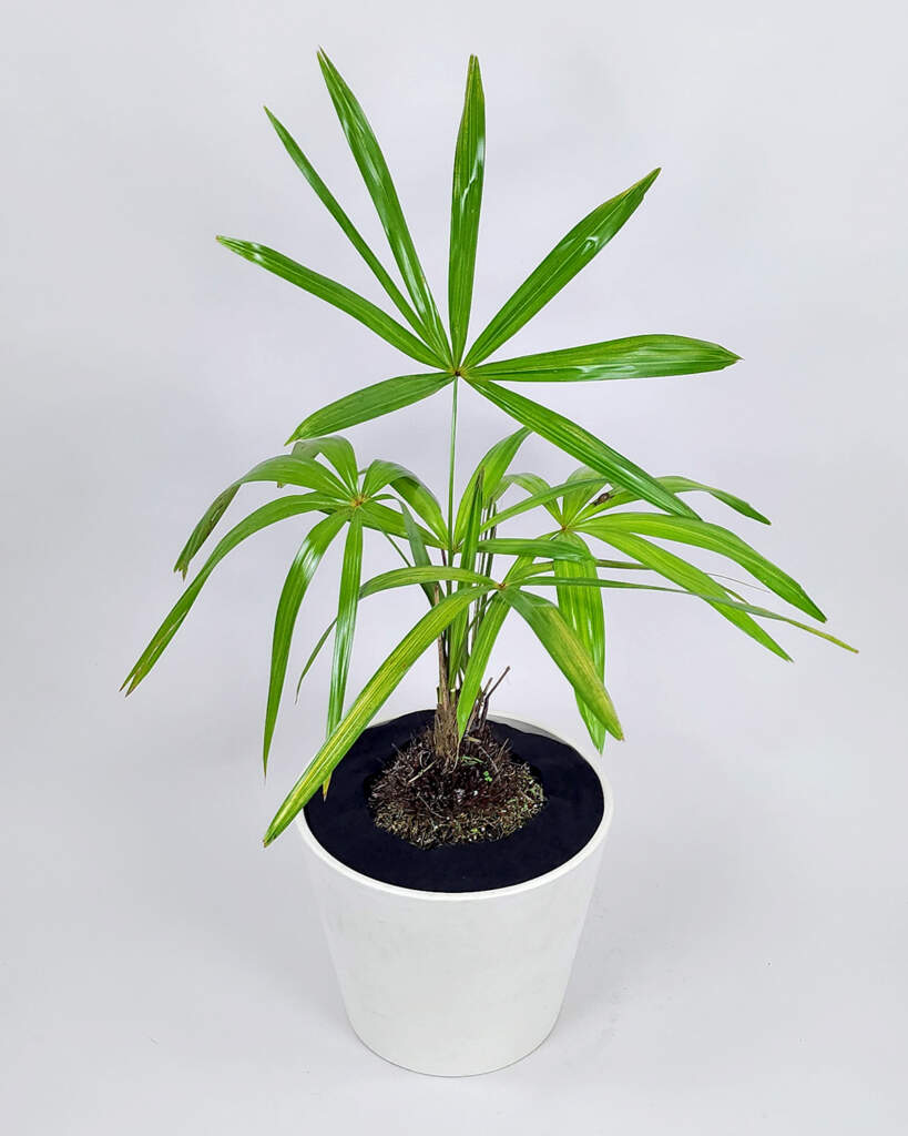 Zombie Palm