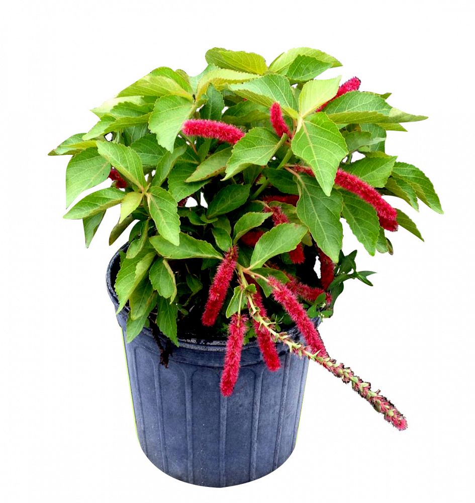 Acalypha hispida, Chenille Plant PlantVine