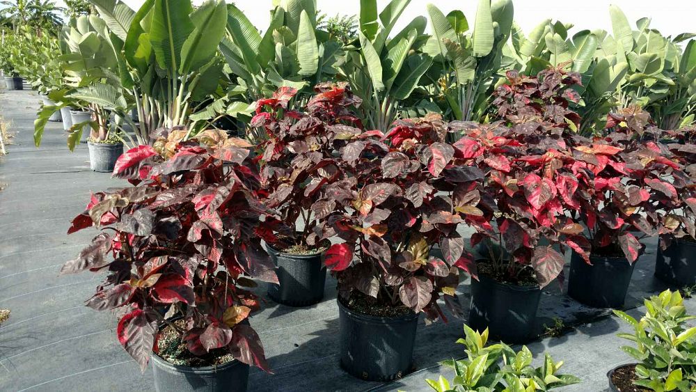 Acalypha wilkesiana �Louisiana Red�, Copperleaf PlantVine