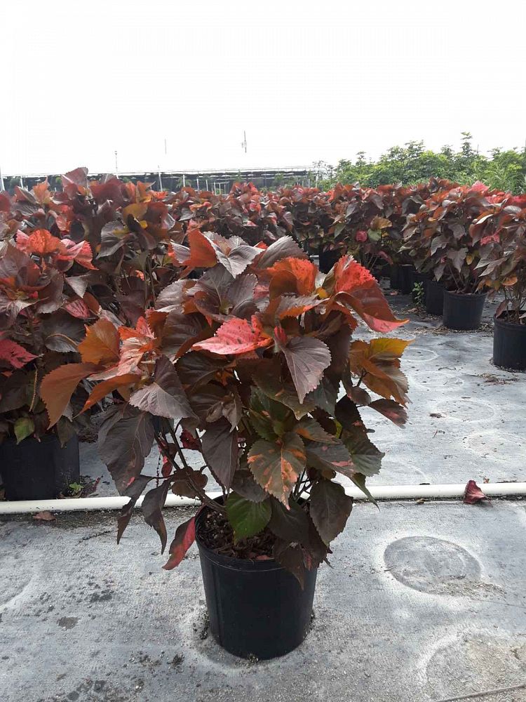 Acalypha wilkesiana 'Louisiana Red', Copperleaf PlantVine