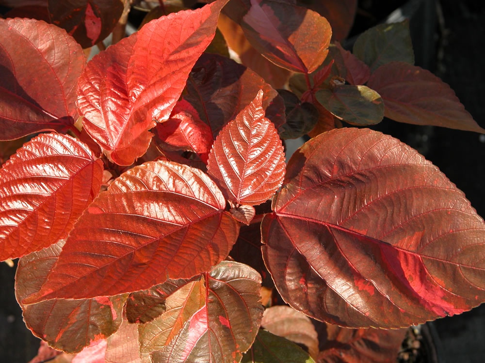 Acalypha wilkesiana 'Louisiana Red', Copperleaf PlantVine