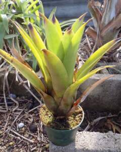 Aechmea Recurvata