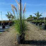 alba fountain grass
