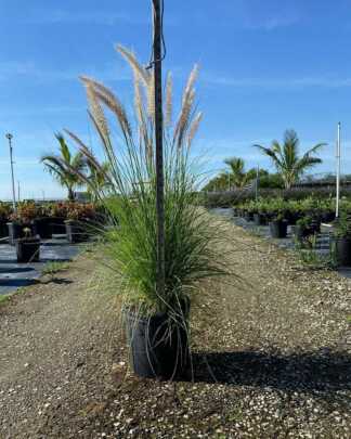 alba fountain grass