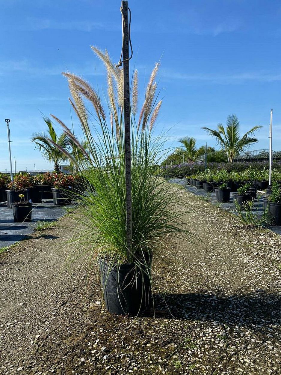 White Fountain Grass | PlantVine