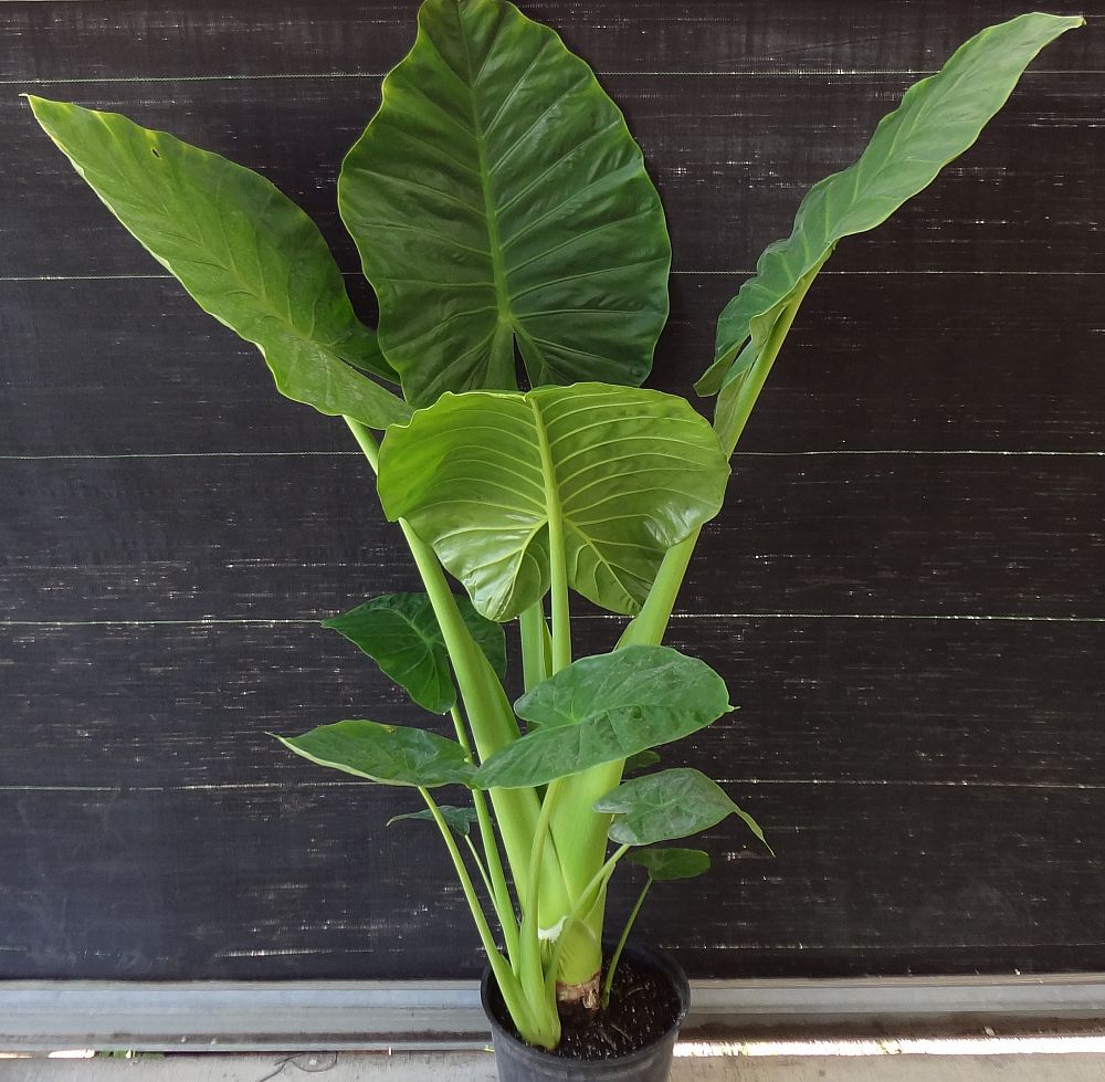 Alocasia 'Calidora', Elephant Ear PlantVine