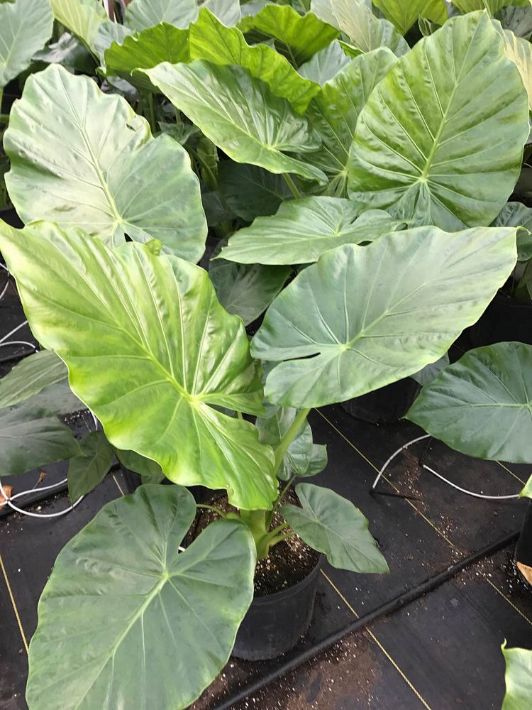 Alocasia 'Calidora', Elephant Ear | PlantVine