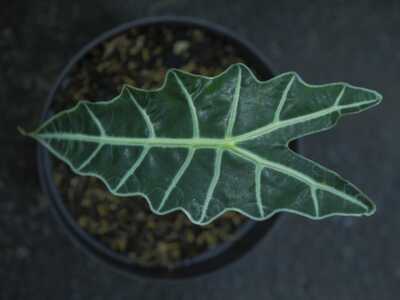 Alocasia