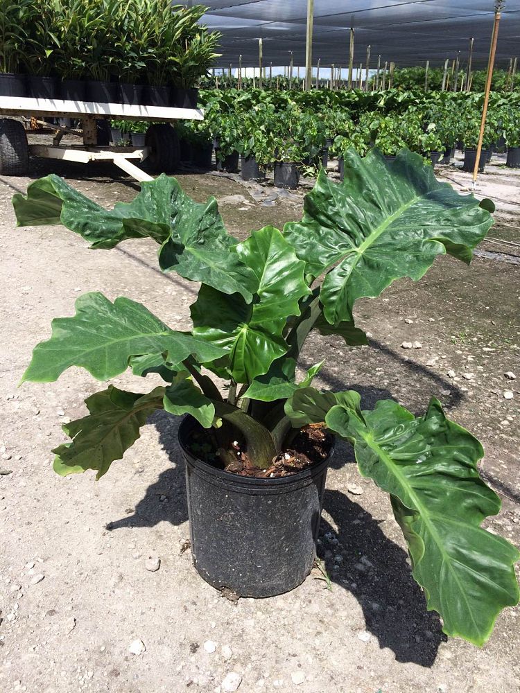 Alocasia 'Low Rider', Elephant Ear PlantVine