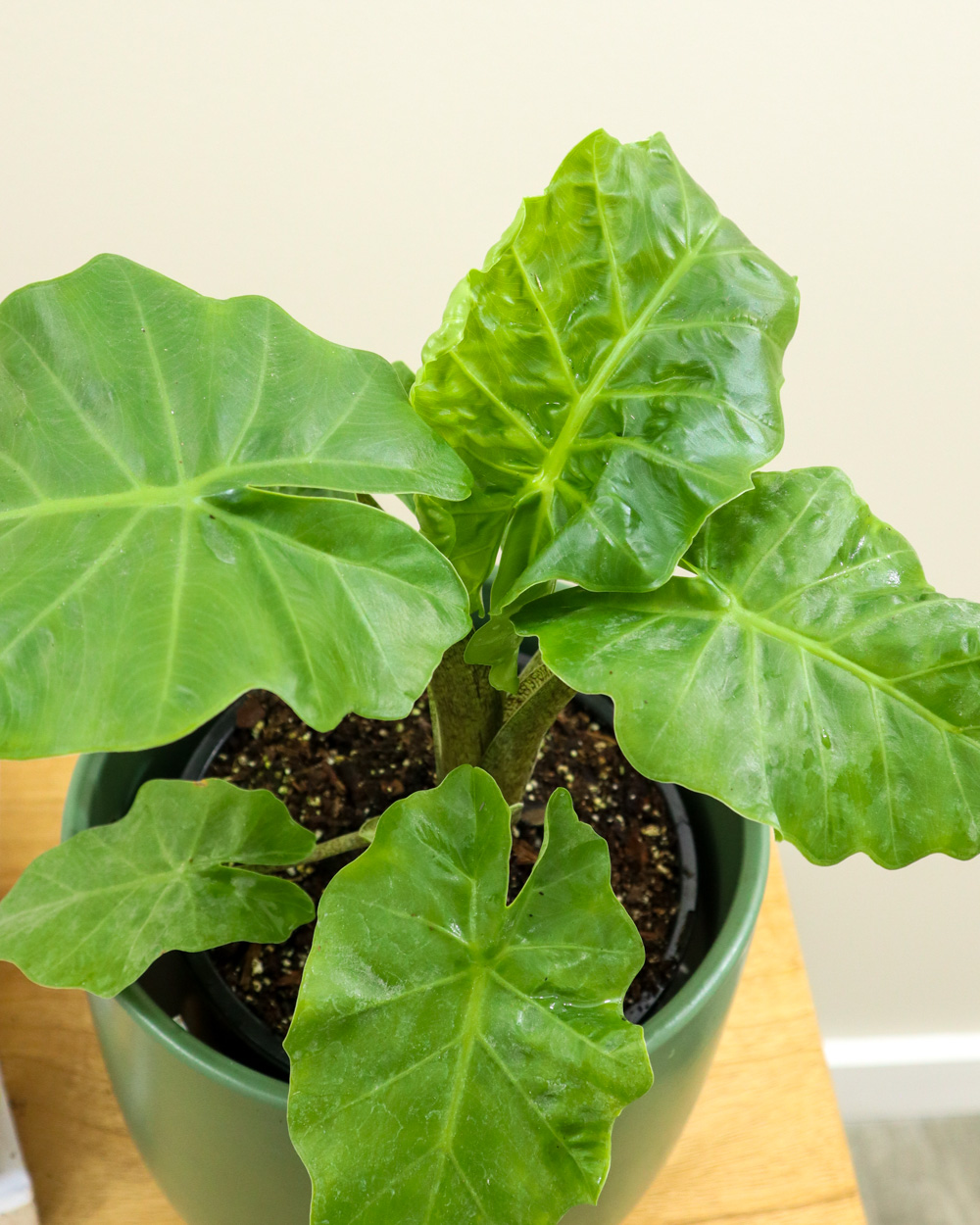 Alocasia ‘Low Rider’, Elephant Ear PlantVine