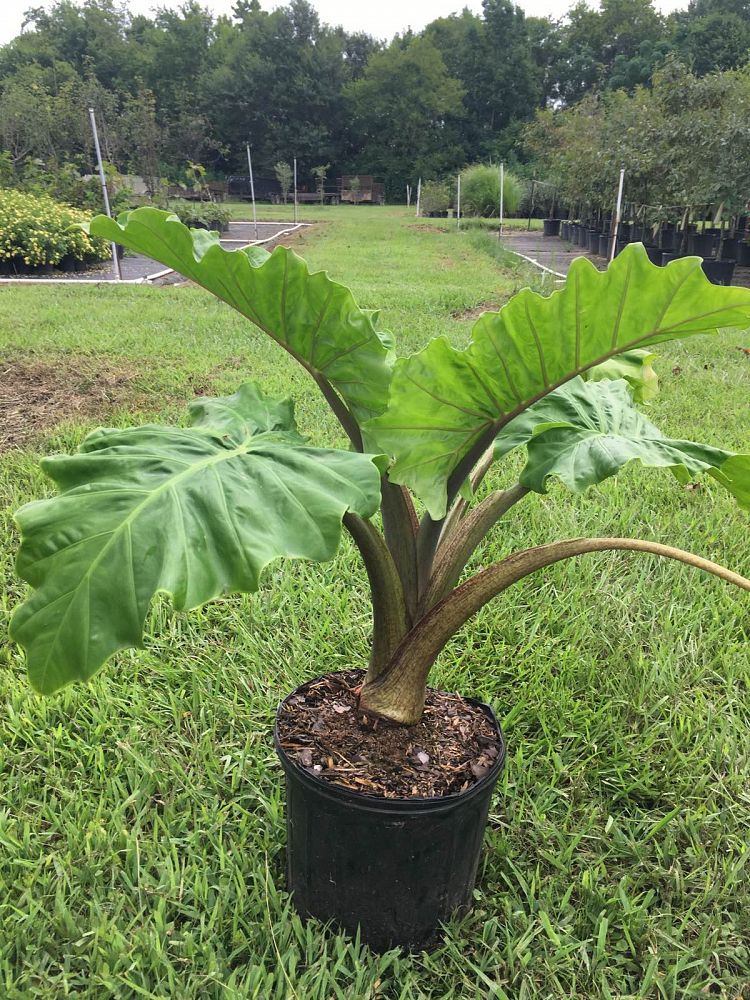 Alocasia 'Low Rider', Elephant Ear PlantVine