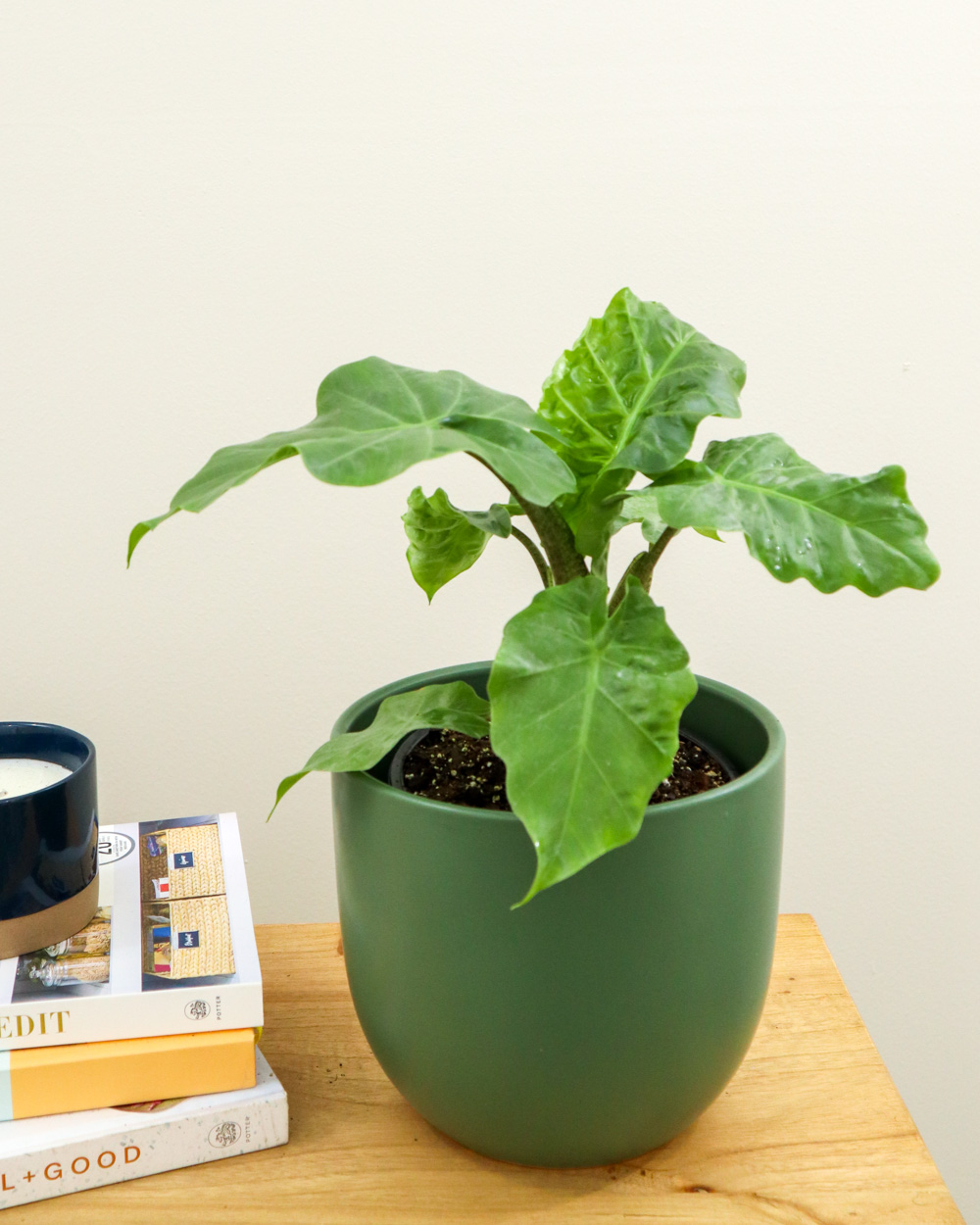Alocasia ‘Low Rider’, Elephant Ear PlantVine