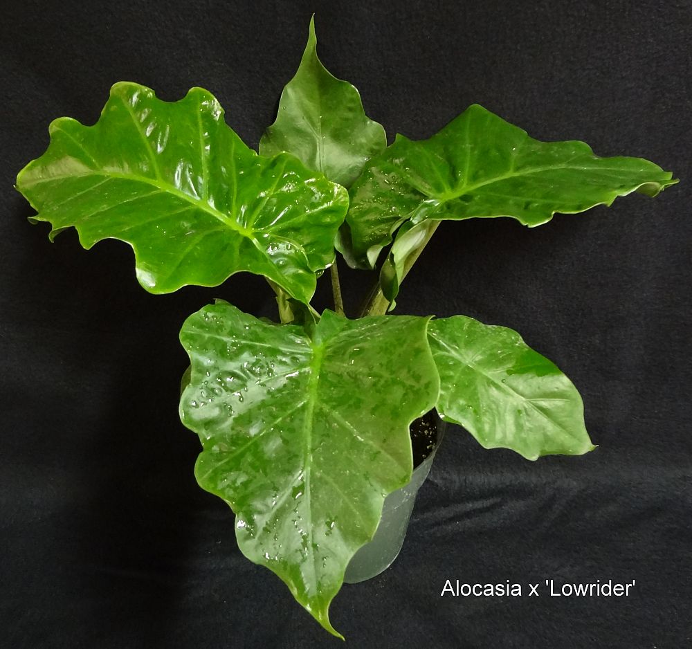 Alocasia 'Low Rider', Elephant Ear | PlantVine