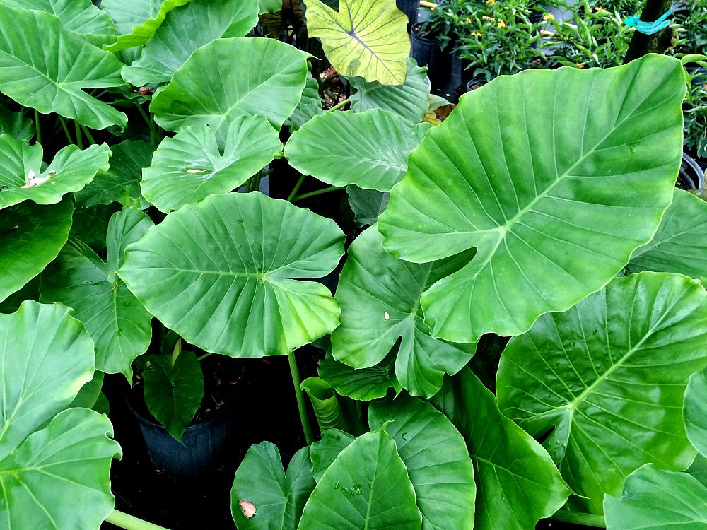 alocasia