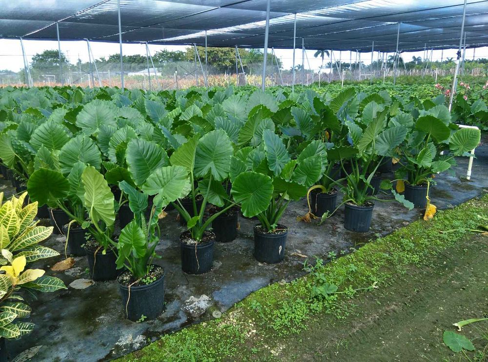 Elephant Ear Care Zone 7 / Elephant Ear 'Sumo' (Alocasia hybrid