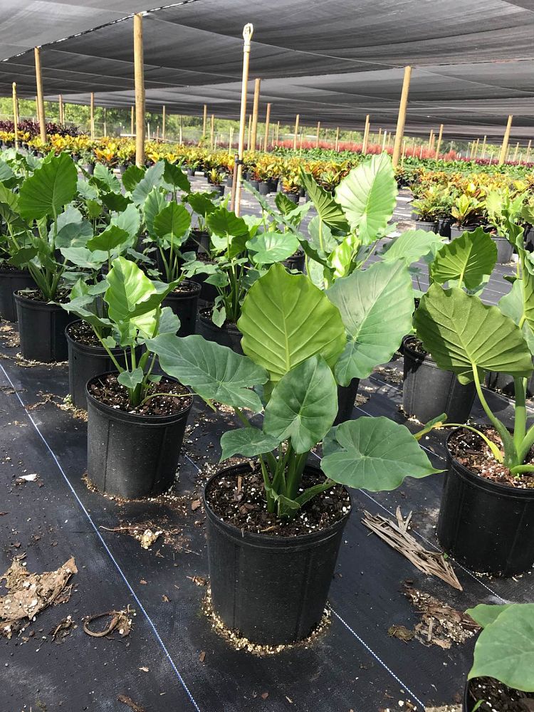 Alocasia odora �California�, Elephant Ear PlantVine
