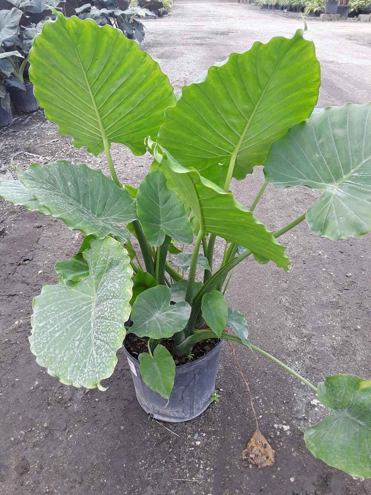 Alocasia odora 'California', Elephant Ear PlantVine