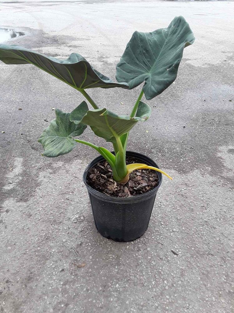 Alocasia Regal Shields Elephant Ear PlantVine