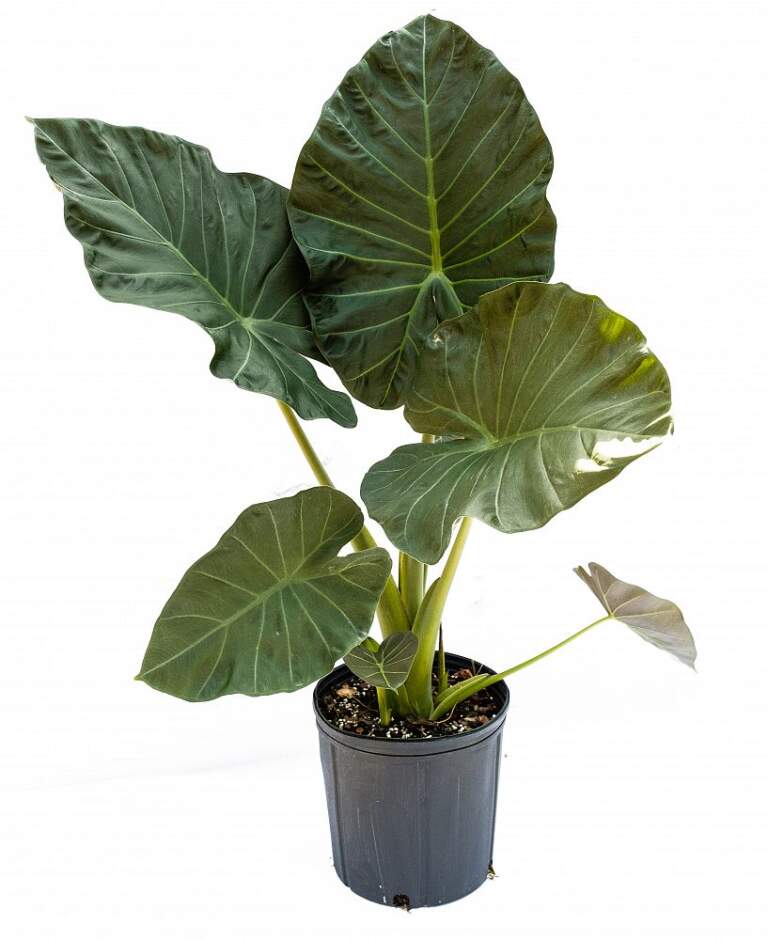 Buy Alocasia 'Regal Shields', Elephant Ear | Free Shipping over $100