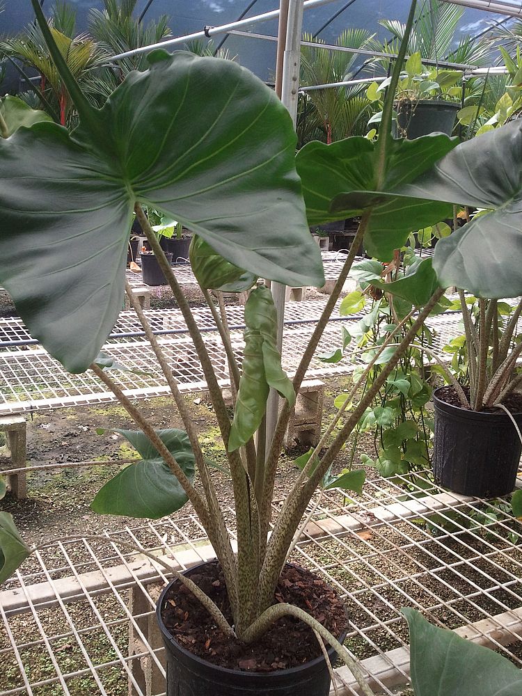 Alocasia Stingray Plant Care