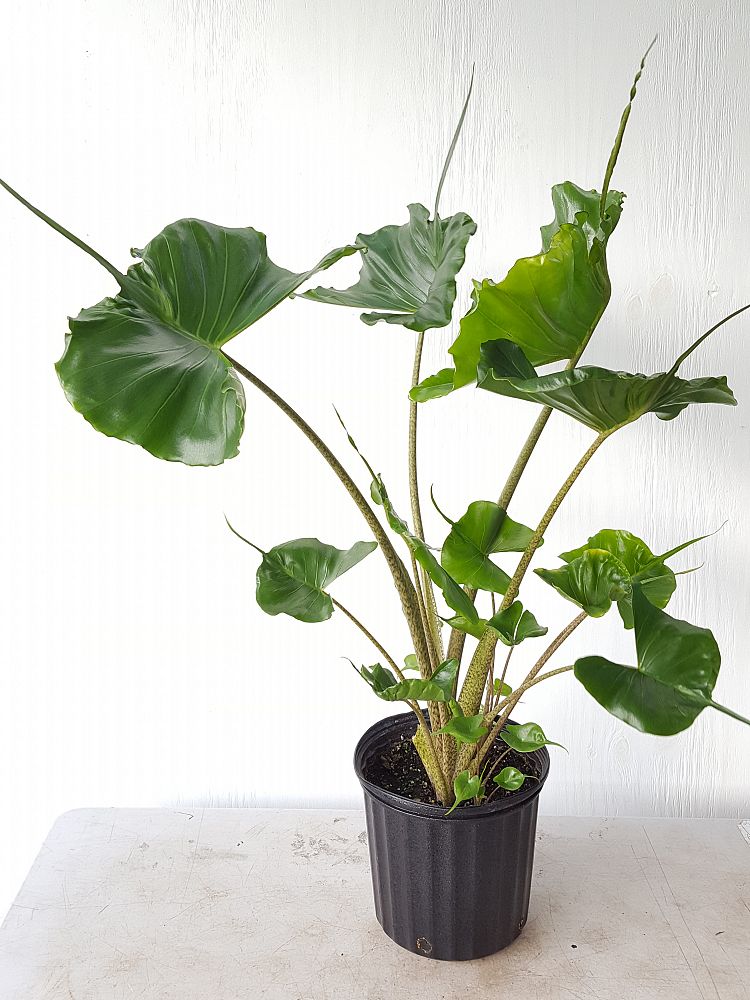 Alocasia Stingray Plant Care