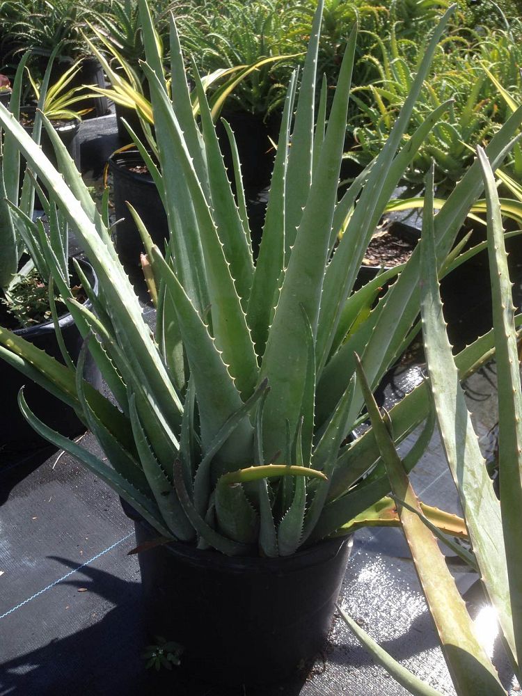 Aloe vera, Medicinal Aloe PlantVine