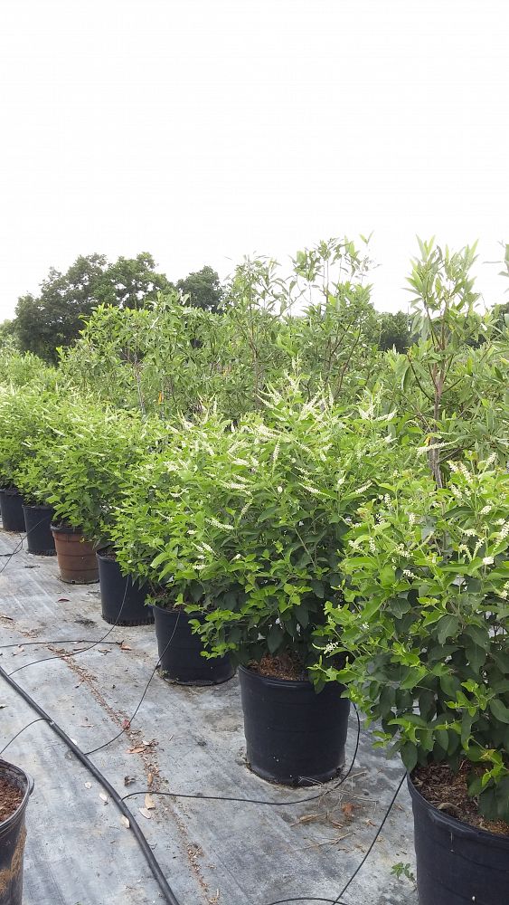 Aloysia virgata, Sweet Almond Verbena PlantVine