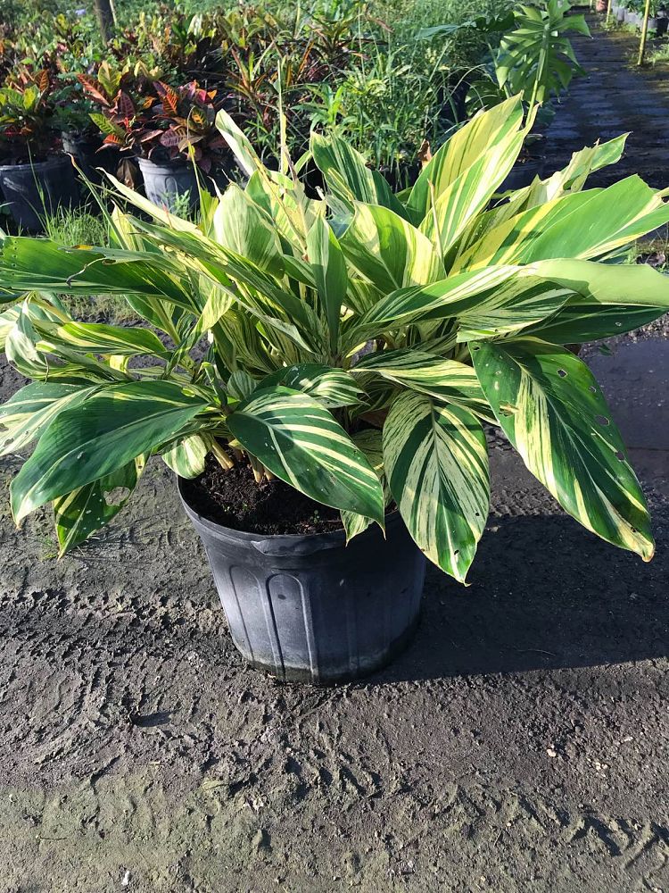 Alpinia zerumbet 'Variegata', Shell Ginger - Variegated ...