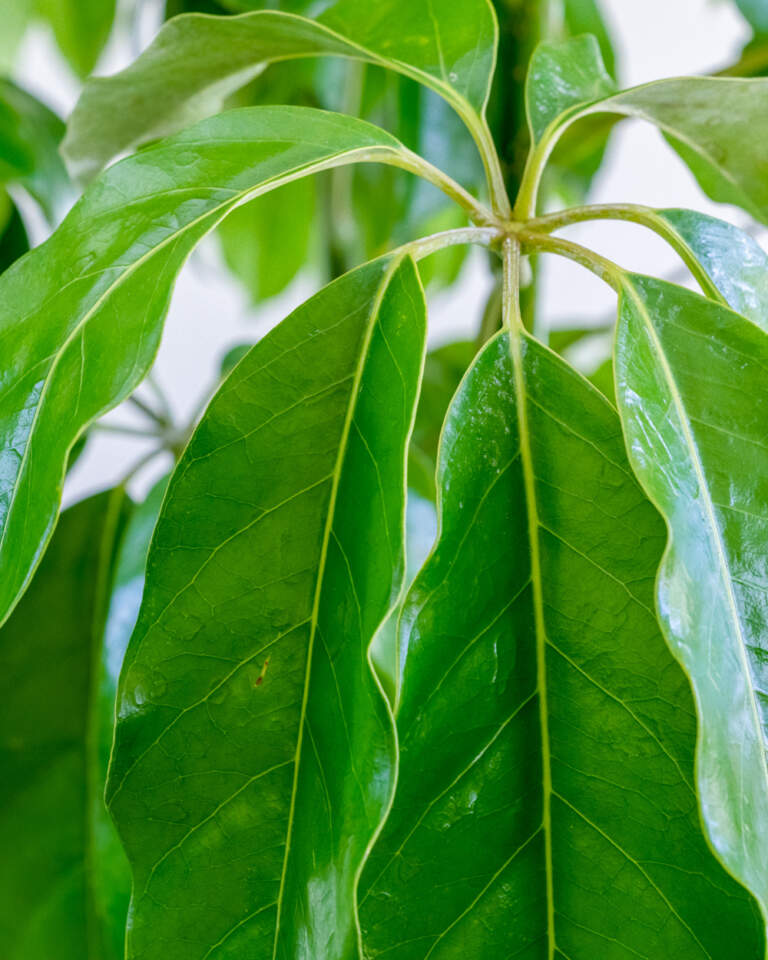 Buy Schefflera Actinophylla 'Amate', Umbrella Tree PlantVine
