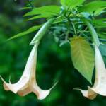 White Angel Trumpet