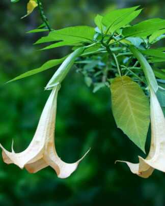 White Angel Trumpet