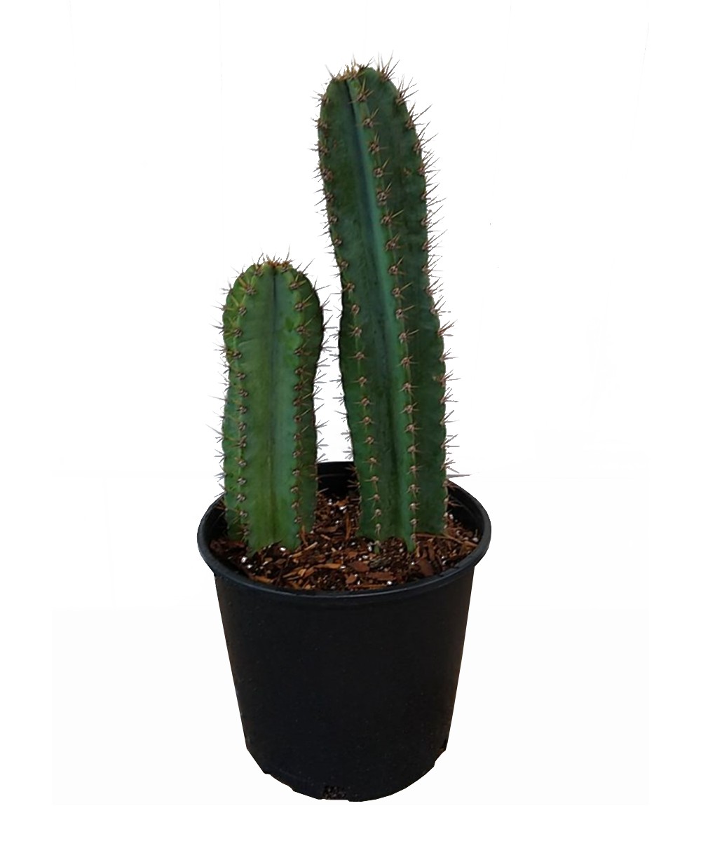 Buy Cereus peruvianus, Peruvian Apple Cactus | Free Shipping over $100