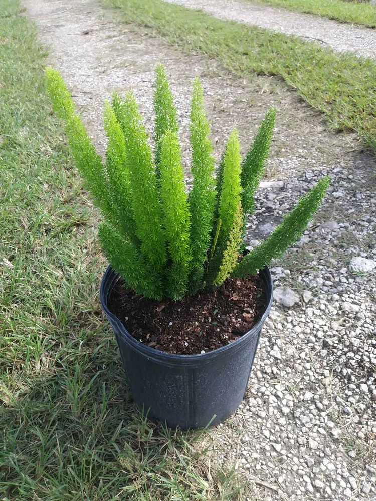 Asparagus Densiflorus Meyerii Foxtail Fern Asparagus Densiflorus 