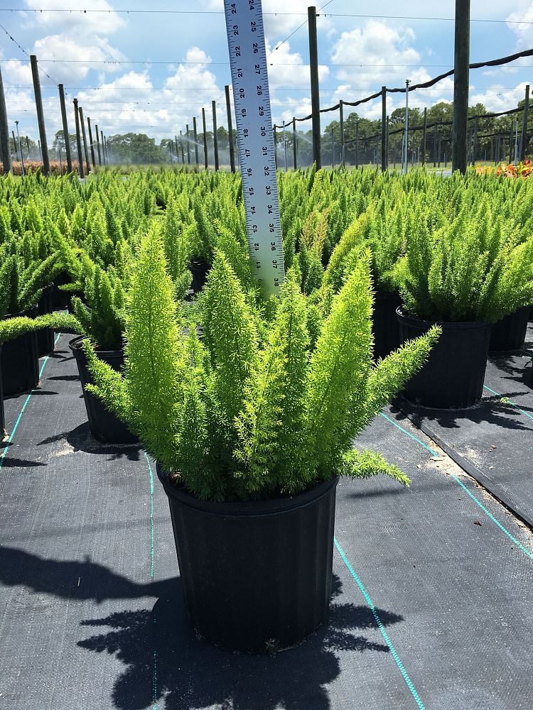 Myersii - Foxtail Fern - Asparagus Densiflorus | Proven Winners
