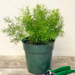 aspargus fern
