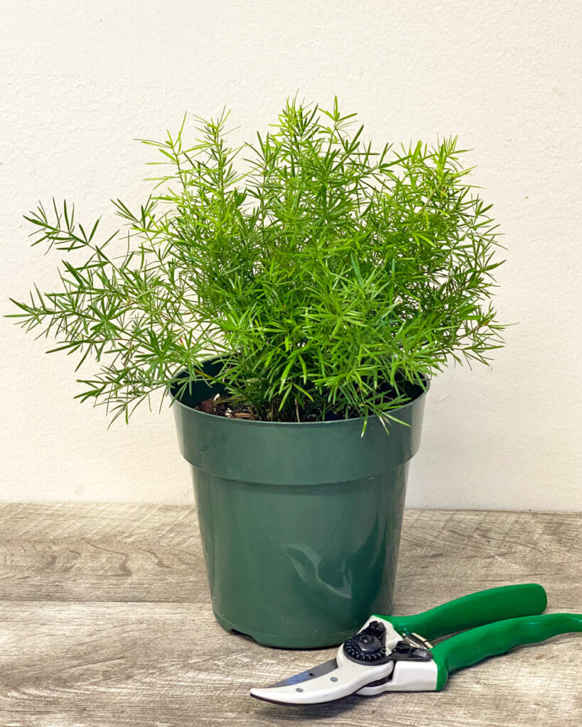 Asparagus densiflorus, Sprengeri Fern, Asparagus fern PlantVine