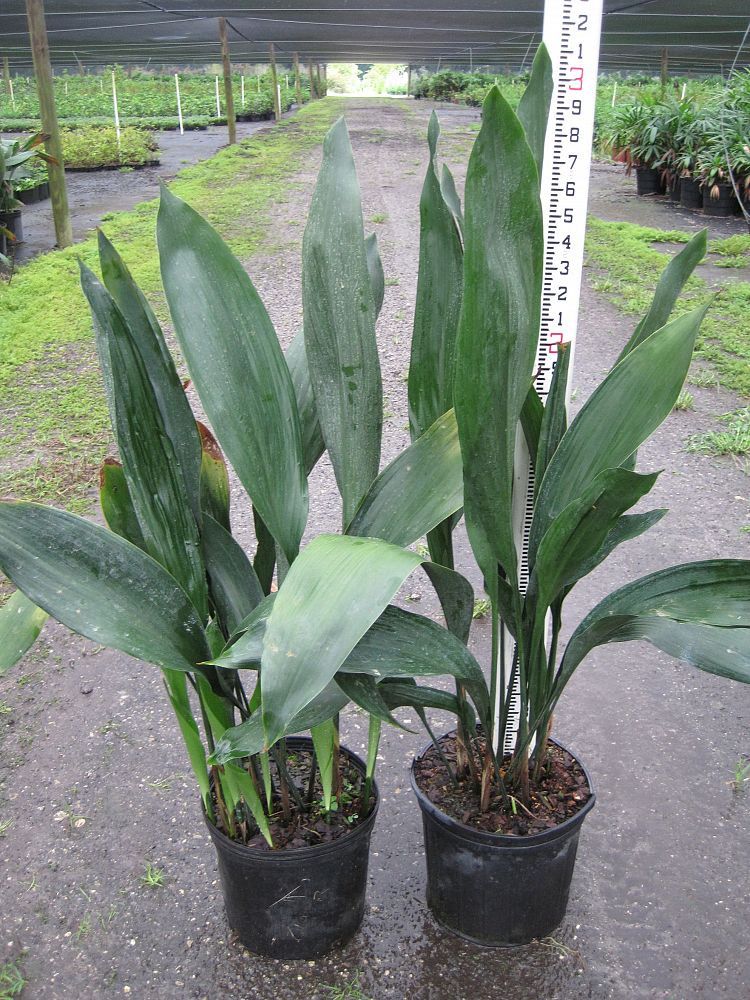 Aspidistra elatior, Cast Iron Plant PlantVine
