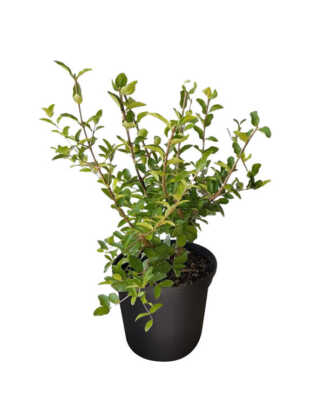barbados cherry large